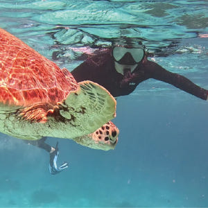 보홀 호핑투어 프라이빗 단독행사 발리카삭 거북이 버진아일랜드 돌고래 스노... 솔직 후기 | 실사용자 리뷰 분석 - 상품 이미지 2