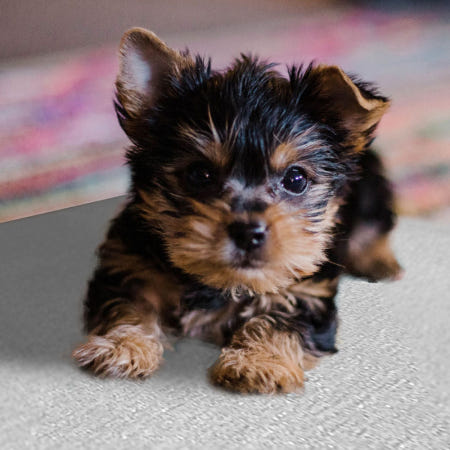 애완동물 여름 쿨패드 반려동물 시원한 알루미늄 방석 냉감시트 펫용 매트 L