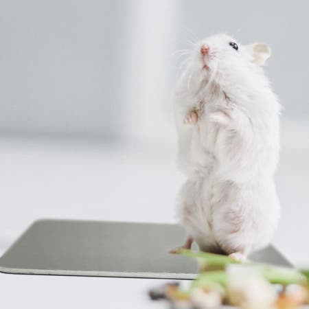 애완동물 여름 쿨패드 반려동물 시원한 알루미늄 방석 냉감시트 펫용 매트 M