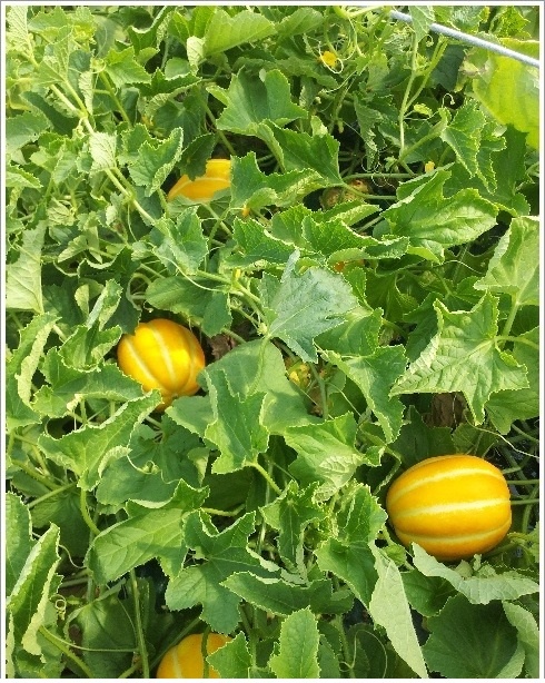 정품 인증 산지직송 경북 성주 고당도 꿀 참외 1kg 2kg 3kg 5kg 가정용 선물용 로얄과 못난이 주스용 - 상세 이미지 3