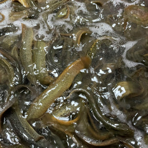 원조남원 본가추어탕 국산 미꾸라지 시래기 전통된장 560g 2팩 맛있게 먹은 솔직 후기 - 상품 이미지 4