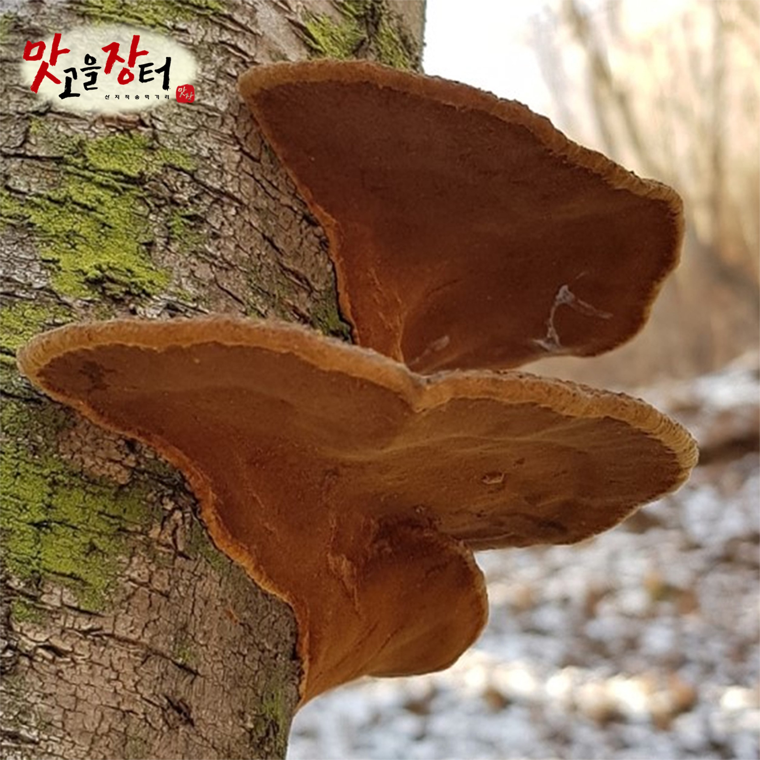 강원도 정선 자연산 개회 황철 상황버섯 100g 국산 국내산 강원도 정선 특산품 특산물 - 메인 이미지