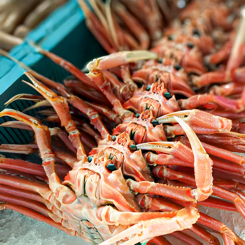 포항 죽도시장 자숙 홍게 실속형 10마리 2kg내외 구룡포 선주 직송
