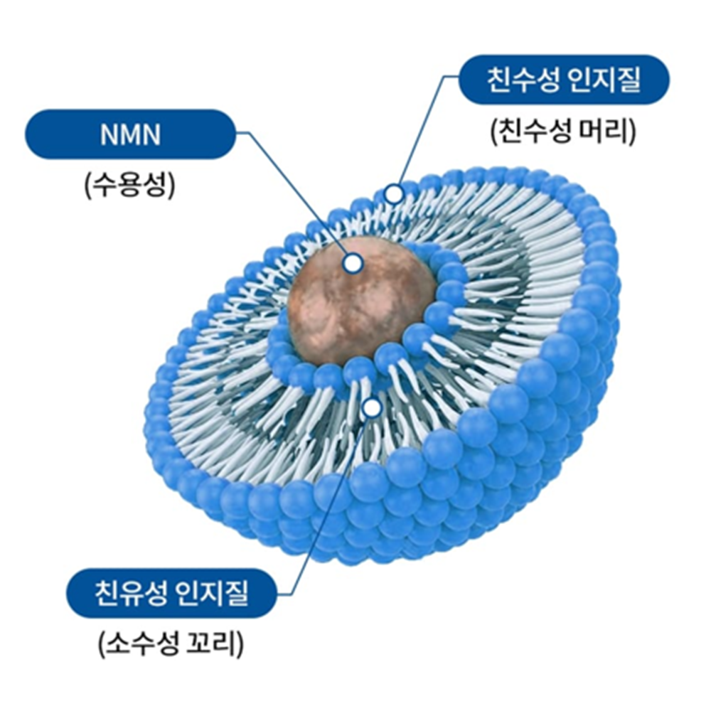 오스틴제약 리포좀 엔엠엔 NMN 파워 90정 1박스 3개월 브로콜리추출물 뉴클레오타이드 - 상세 이미지 3