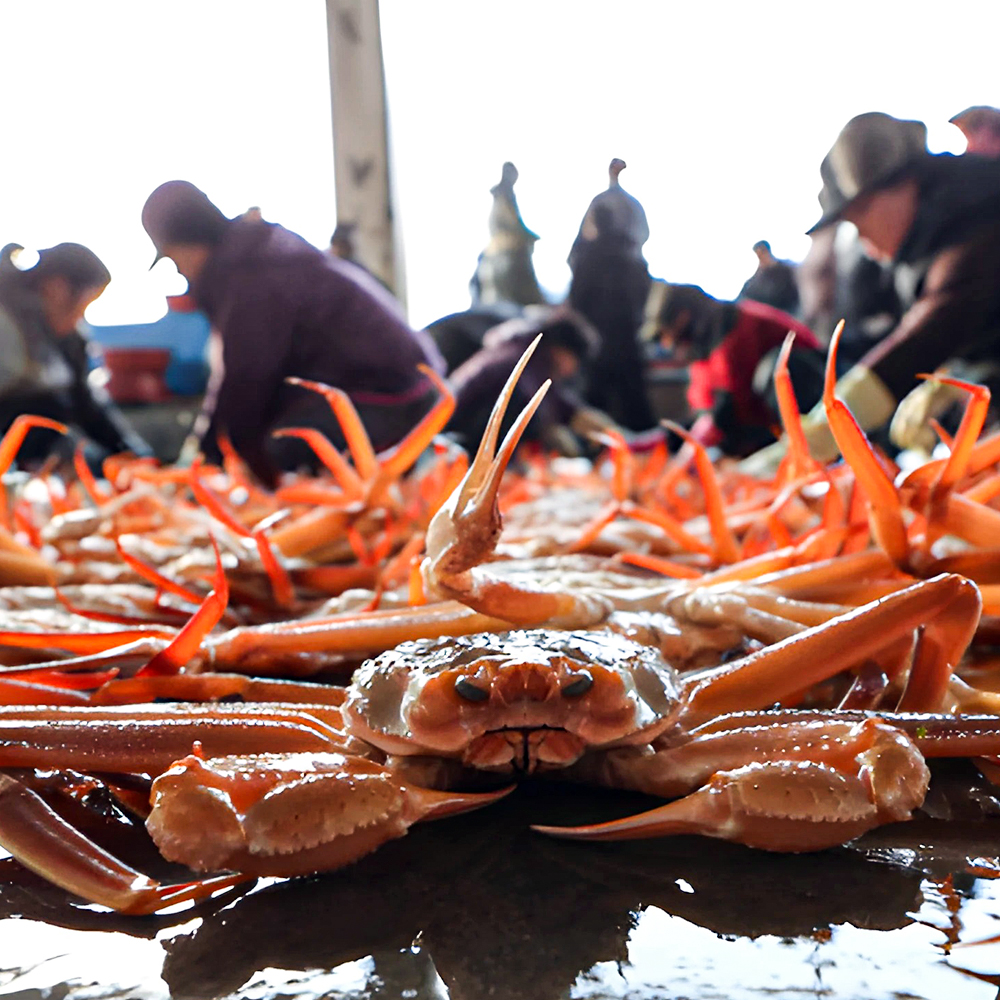 포항 죽도시장 자숙 홍게 수율 보장 고급형 홍게 10마리 3kg내외 구룡포 선주 직송