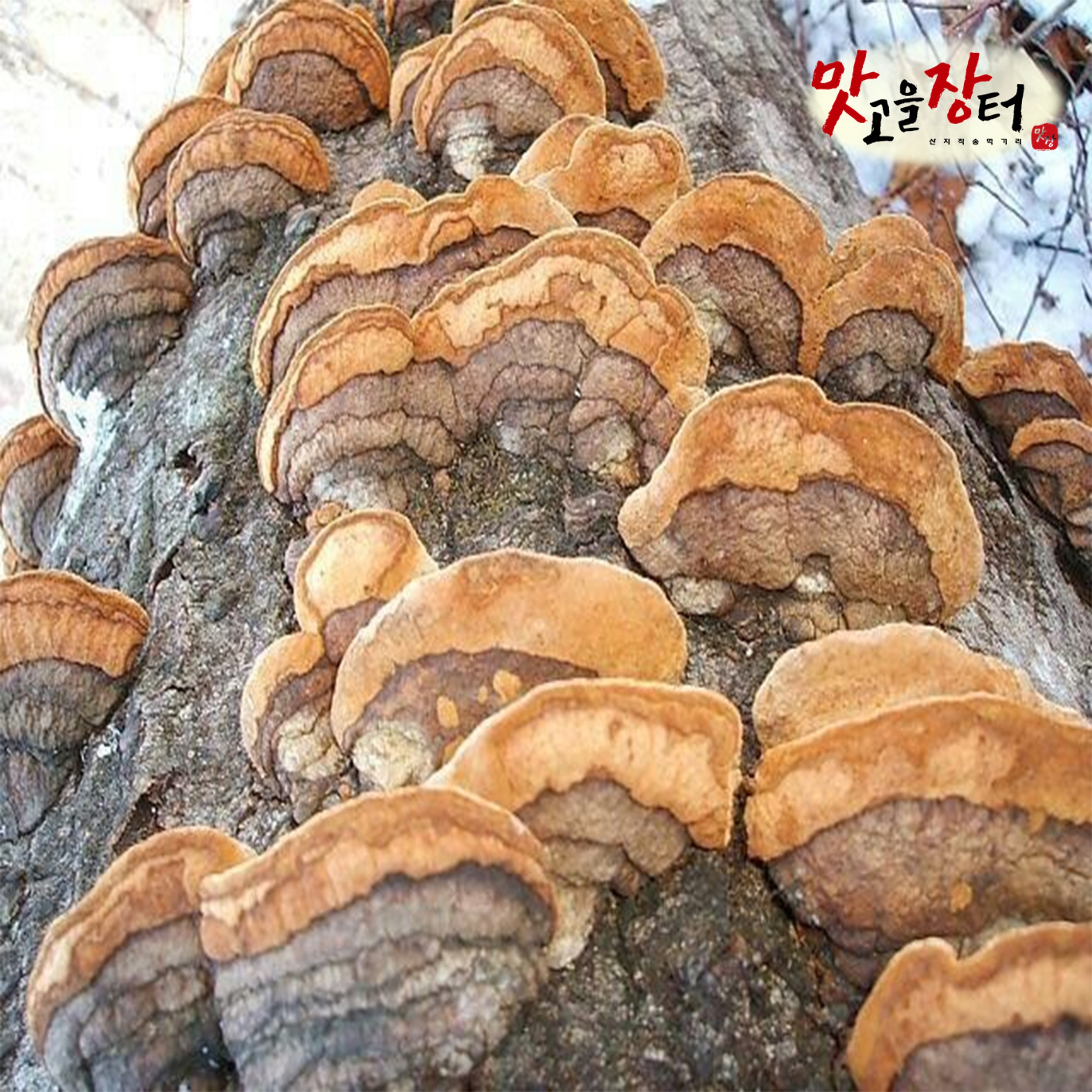 강원도 정선 자연산 개회 황철 상황버섯 100g 국산 국내산 강원도 정선 특산품 특산물 - 상세 이미지 2