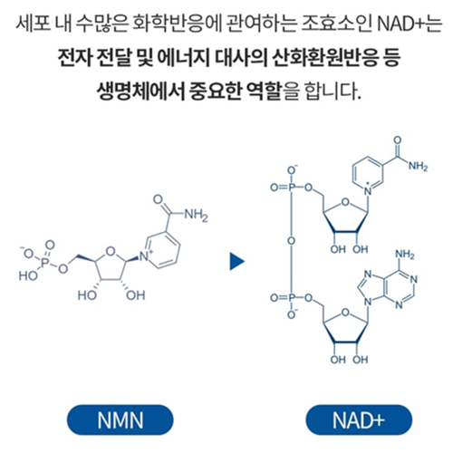 오스틴제약 리포좀 엔엠엔 NMN 파워 90정 3박스 9개월 브로콜리추출물 뉴클레오타이드 - 상세 이미지 5