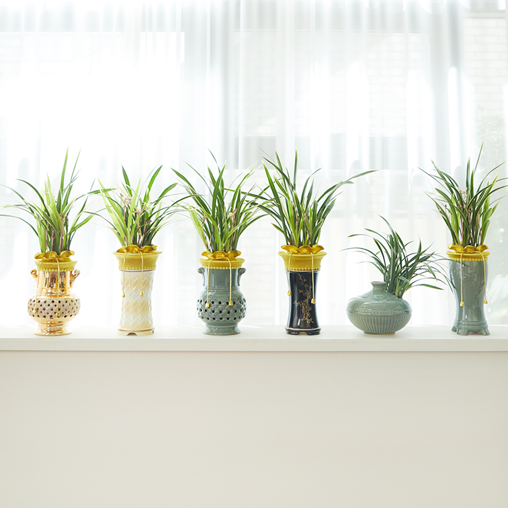 동양란 동양난 영전 승진 취임 축하난 고급 식물선물 공기정화 상견례 가정의달 은사님선물