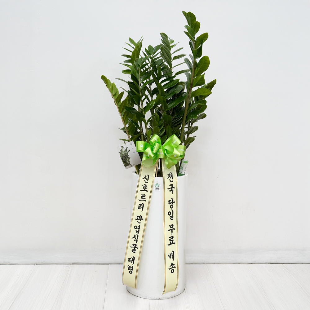 돈나무 금전수 대형 관엽식물 개업화분 승진 집들이 축하 선물 공기정화 카페식물 전국당일배송