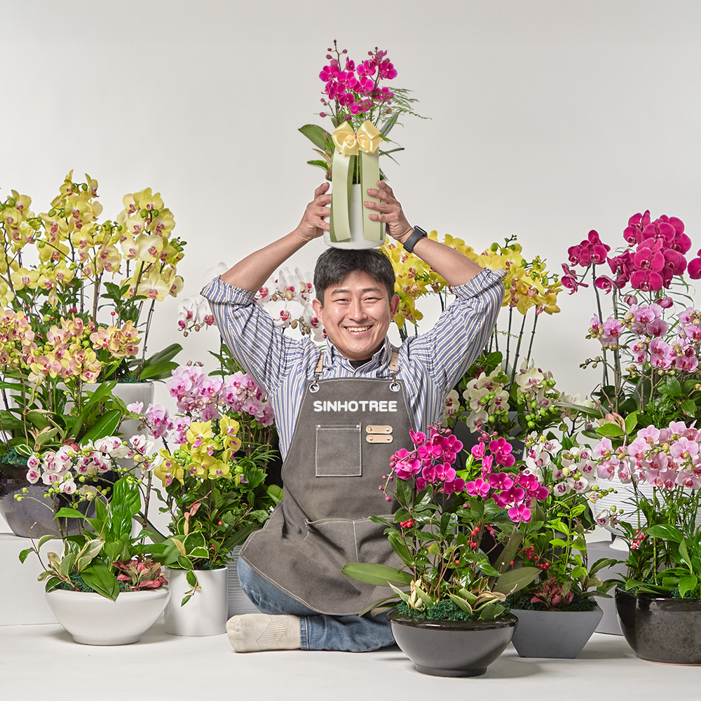 서양란 서양난 영전 승진 취임 개업화분 호접란 만천홍 축하난 고급 식물선물 공기정화 전시회