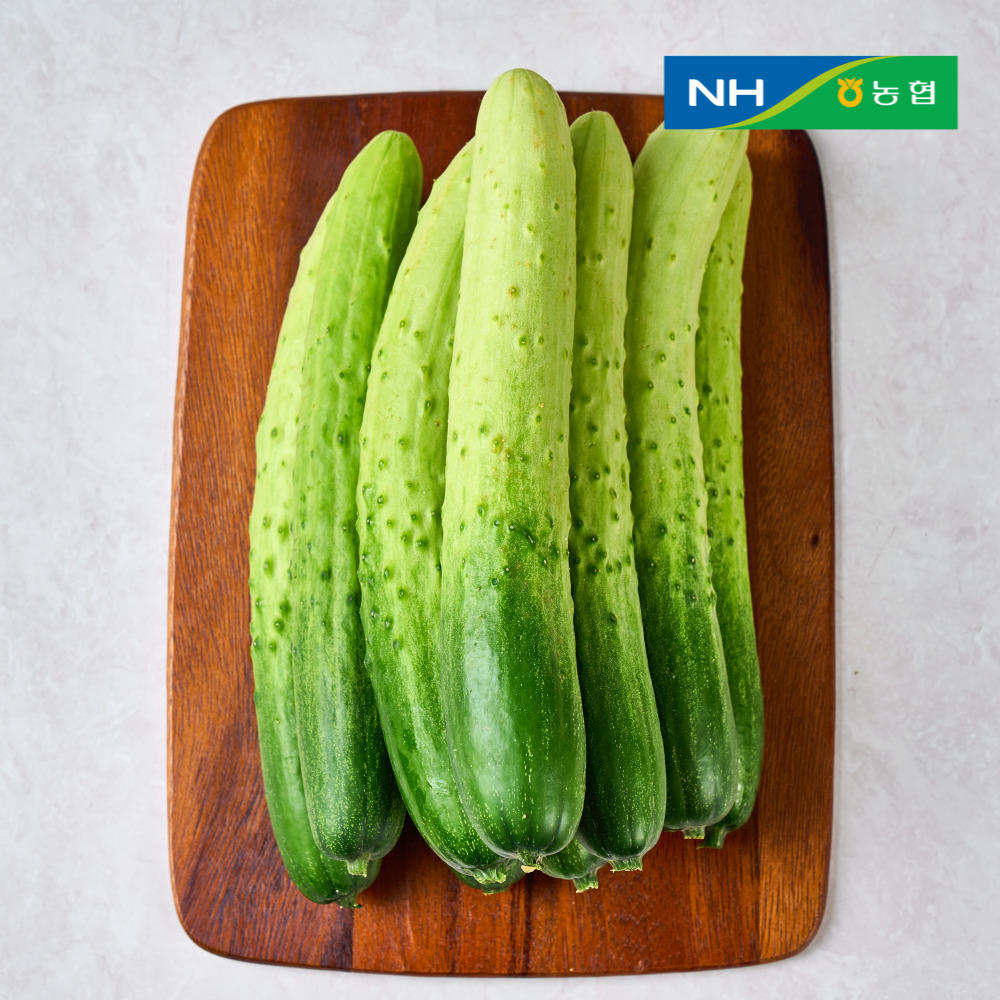 동김제농협 백다다기 오이 10개 특상품 2kg 내외 취청오이 청오이 : 식식한상