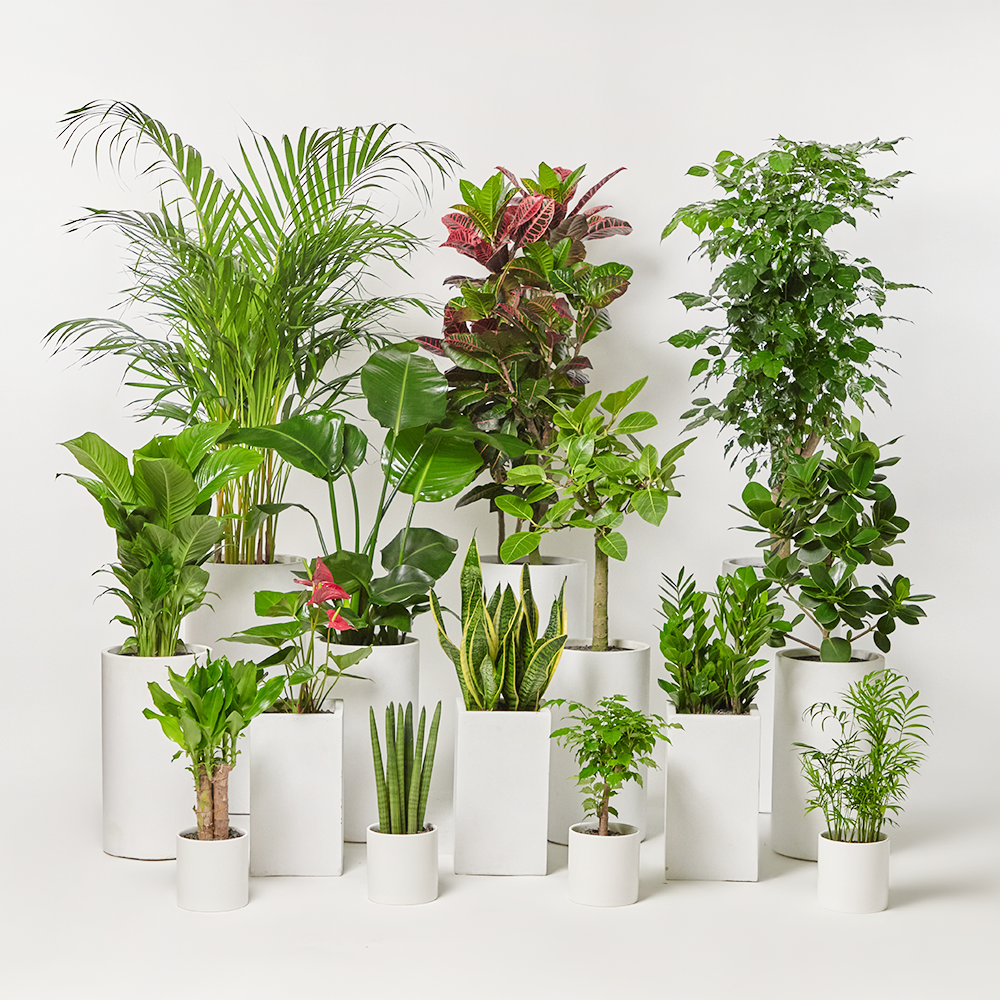 돈나무 금전수 대형 관엽식물 개업화분 승진 집들이 축하 선물 공기정화 카페식물 전국당일배송