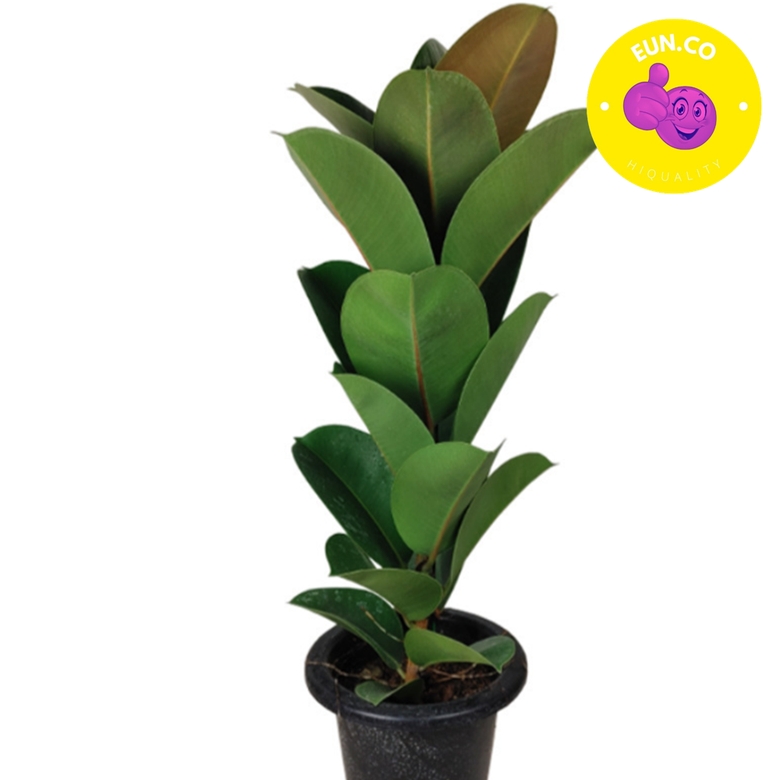 고무나무 실내에서 키우기 쉬운식물 집들이 선물 공기정화 인테리어