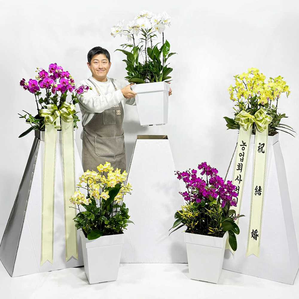신호트리 자체제작 서양난 화환 결혼식 승진 축하난 만천홍 개업화분