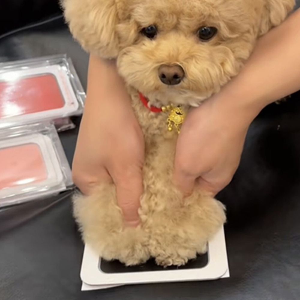 강아지발도장 고양이 반려동물 DIY핸드프린팅 액자세트 반려견 애견 기념일추억키트 생일선물 - 상세 이미지 3