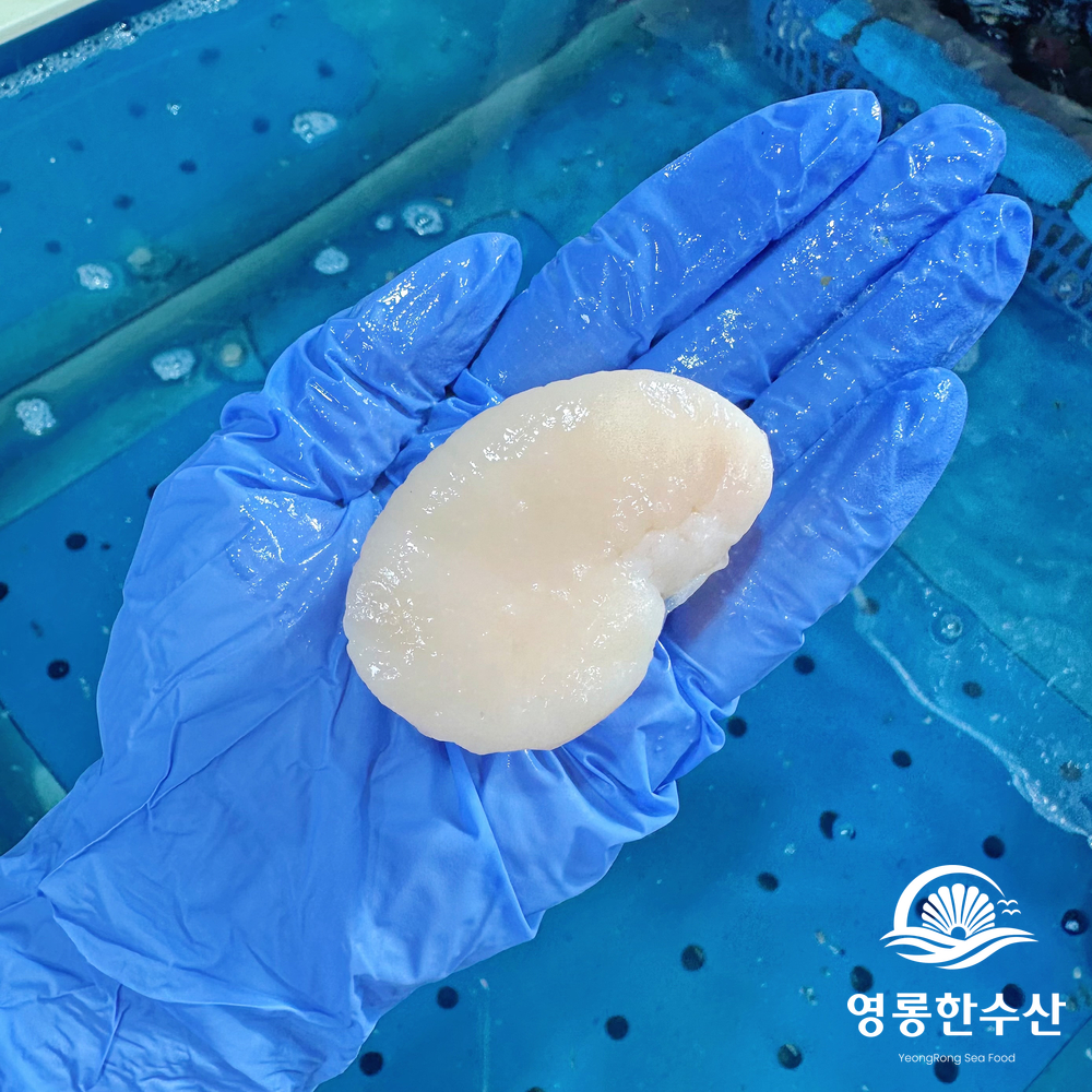 자연산 손질 키조개 생물 통 관자 (개아지살) - 상품 이미지