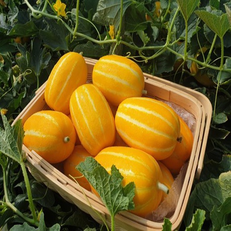 정품 인증 산지직송 경북 성주 고당도 꿀 참외 1kg 2kg 3kg 5kg 가정용 선물용 로얄과 못난이 주스용
