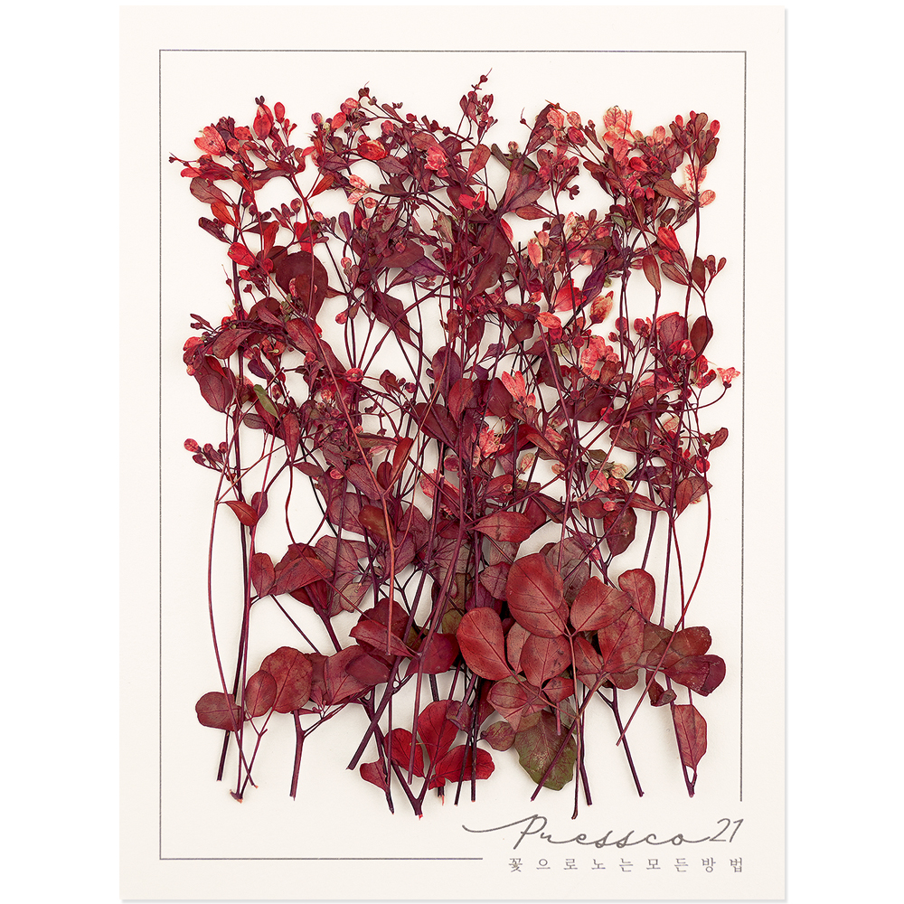 프레스코21 압화 줄기 당송아(빨강) - 상품 이미지
