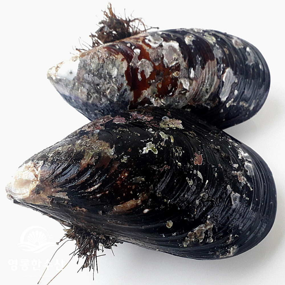 해녀채취 제철 생물 자연산 특대 홍합 1kg (섭/담치) - 상세 이미지 4