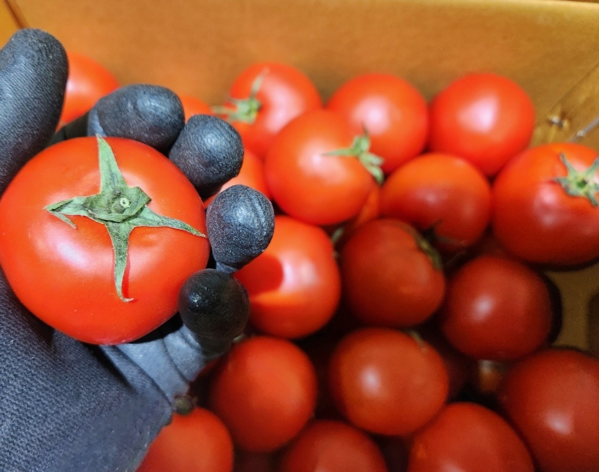 못난이토마토 흠집 기스 주스용 쥬스용토마토 가정용 실속형 2kg 3kg 5kg 10kg