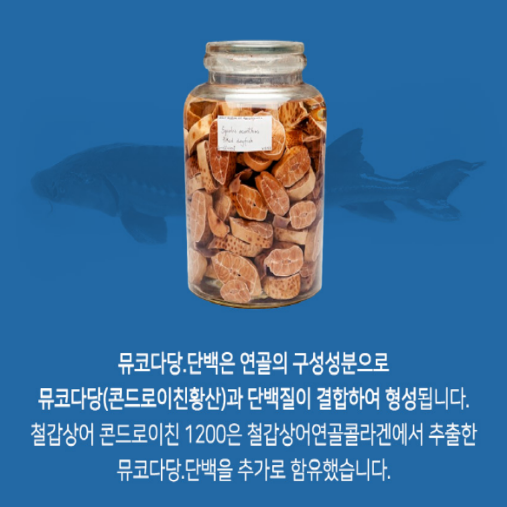 철갑상어 콘드로이친 1200 뮤코다당체 MBP 유단백 콘드로이친황산 - 상세 이미지 5