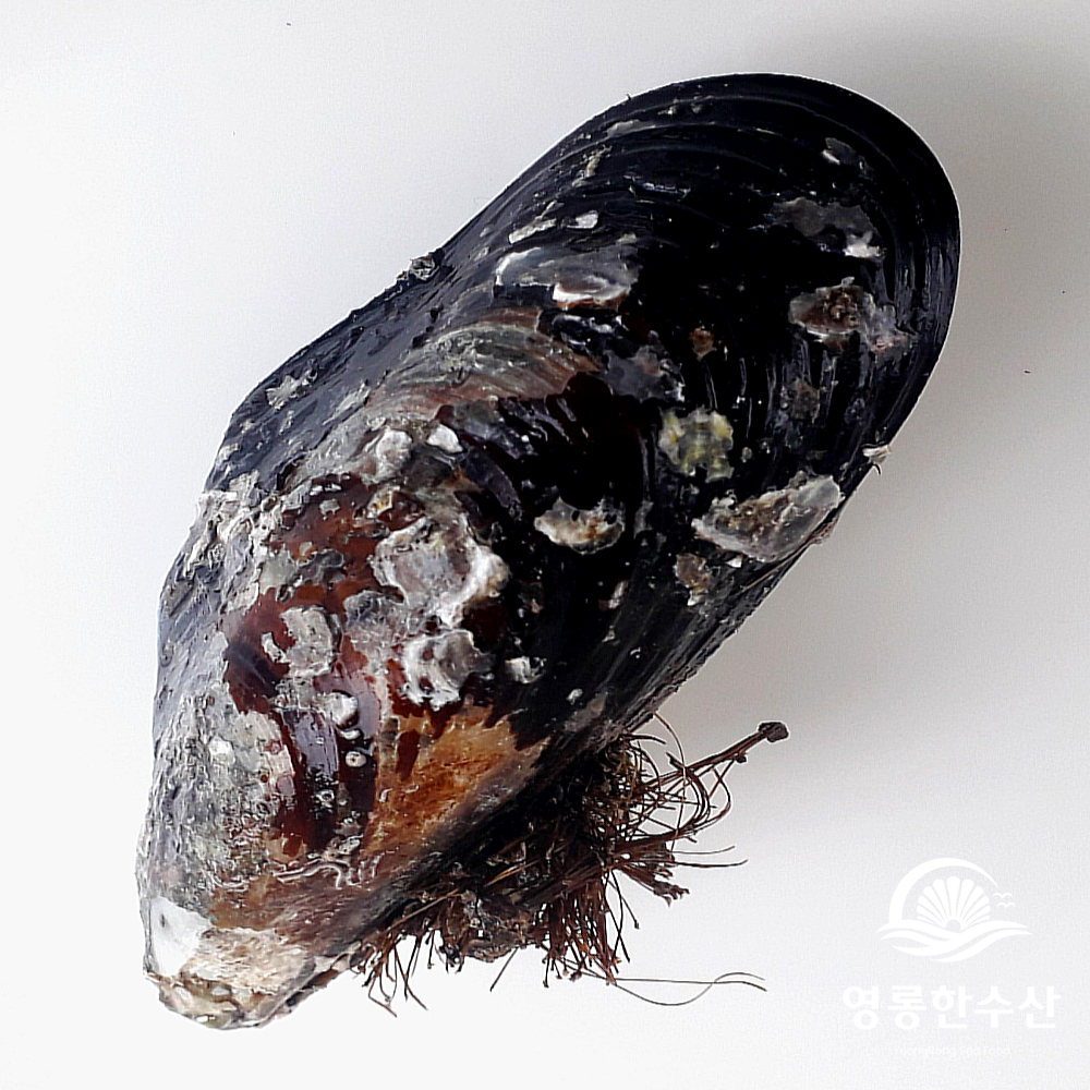 해녀채취 제철 생물 자연산 특대 홍합 1kg (섭/담치) - 상품 이미지