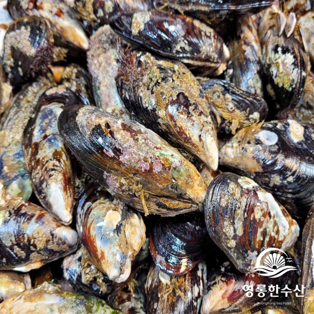 해녀채취 제철 생물 자연산 특대 홍합 1kg (섭/담치) - 상세 이미지 5