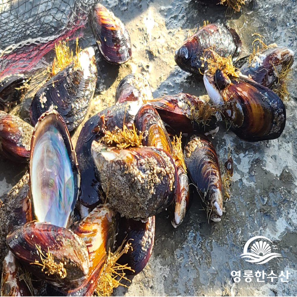 해녀채취 제철 생물 자연산 특대 홍합 1kg (섭/담치) 이미지 7