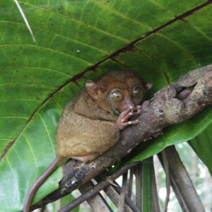 보홀 육상투어 D코스 반딧불 럭셔리 디너 포함 (단독차량, 단독가이드, ... 솔직 후기 | 실사용자 리뷰 분석 - 상품 이미지 4