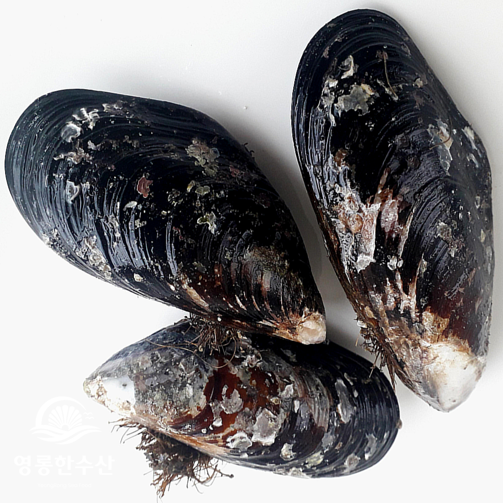 해녀채취 제철 생물 자연산 특대 홍합 1kg (섭/담치) - 상세 이미지 3