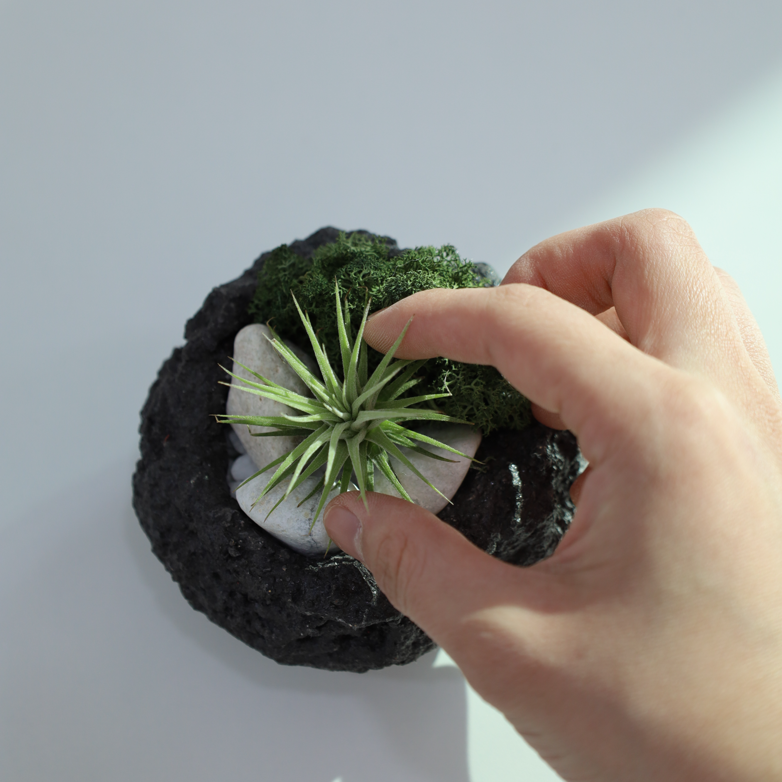 공기정화식물 화산석 화분 이오난사 DIY 키트 인테리어 소품 집들이 선물 - 상세 이미지 3
