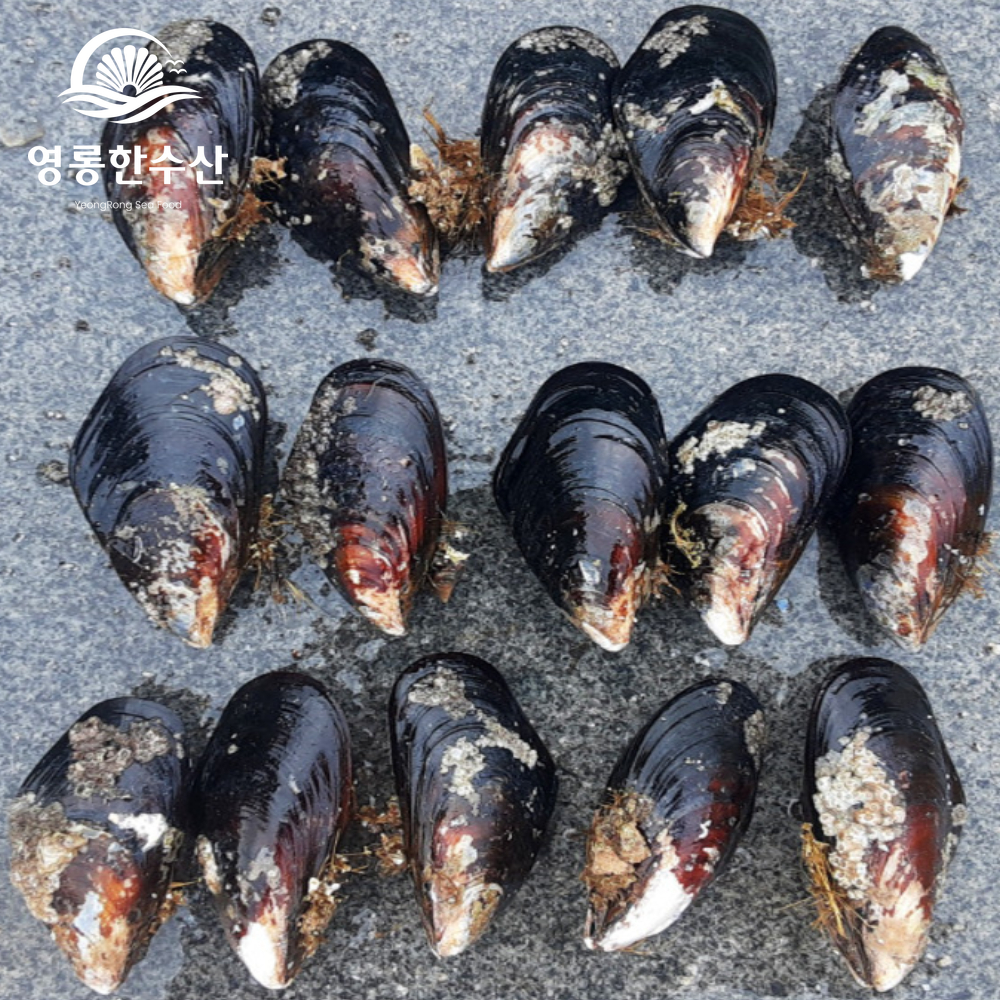 해녀채취 제철 생물 자연산 특대 홍합 1kg (섭/담치) - 상세 이미지 2