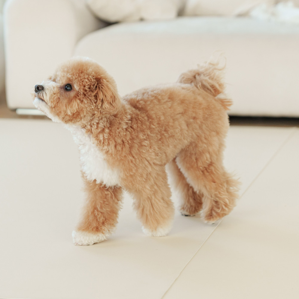 개놀자 슬림 실리콘 강아지 롤매트 애견 고양이 미끄럼방지 매트 아이보리, 140x200cm