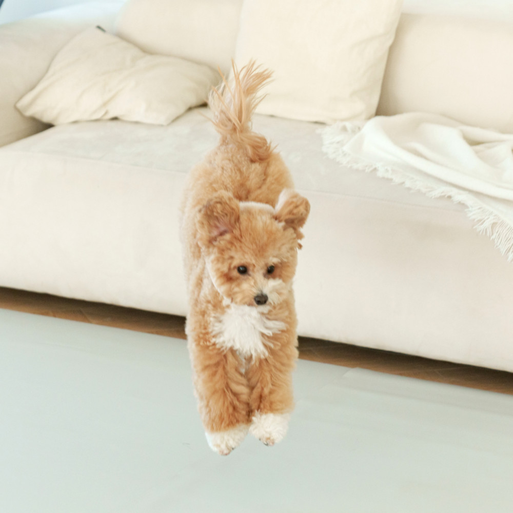 개놀자 슬림 실리콘 강아지 롤매트 애견 고양이 미끄럼방지 매트 아이보리, 140x200cm