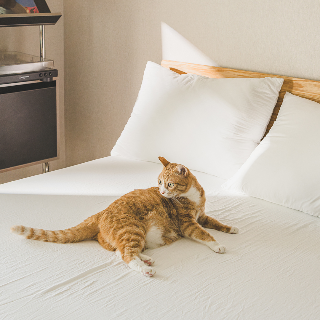 워싱해서 더 부드러운 완벽 알러지케어 M2 높은 매트리스커버 (진드기방지, 라지킹 매트리스커버)