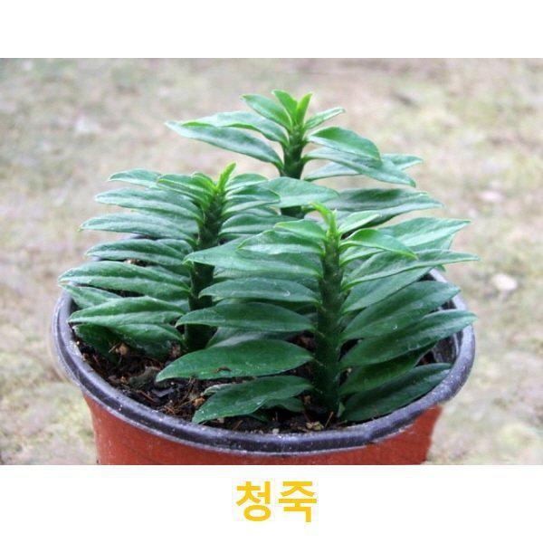 관엽/구근식물 청죽 화분모종 3개 (L0169) : 티홈
