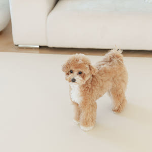 개놀자 슬림 실리콘 강아지 롤매트 애견 고양이 미끄럼방지 매트 아이보리,... 솔직 후기 | 실제 사용자 리뷰 총정리 - 상품 이미지 1