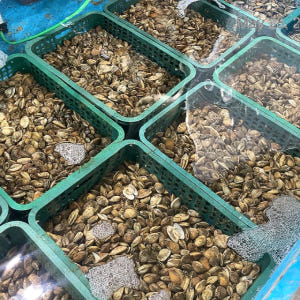 남해 제철 대왕 사이즈 문어 바지락 1kg 맛있게 먹은 솔직 후기 - 상품 이미지 4