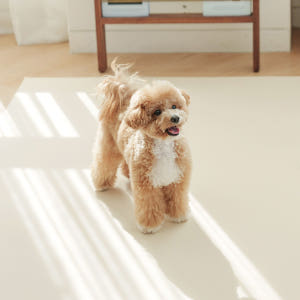 개놀자 슬림 실리콘 강아지 롤매트 애견 고양이 미끄럼방지 매트 아이보리,... 솔직 후기 | 실제 사용자 리뷰 총정리 - 상품 이미지 1