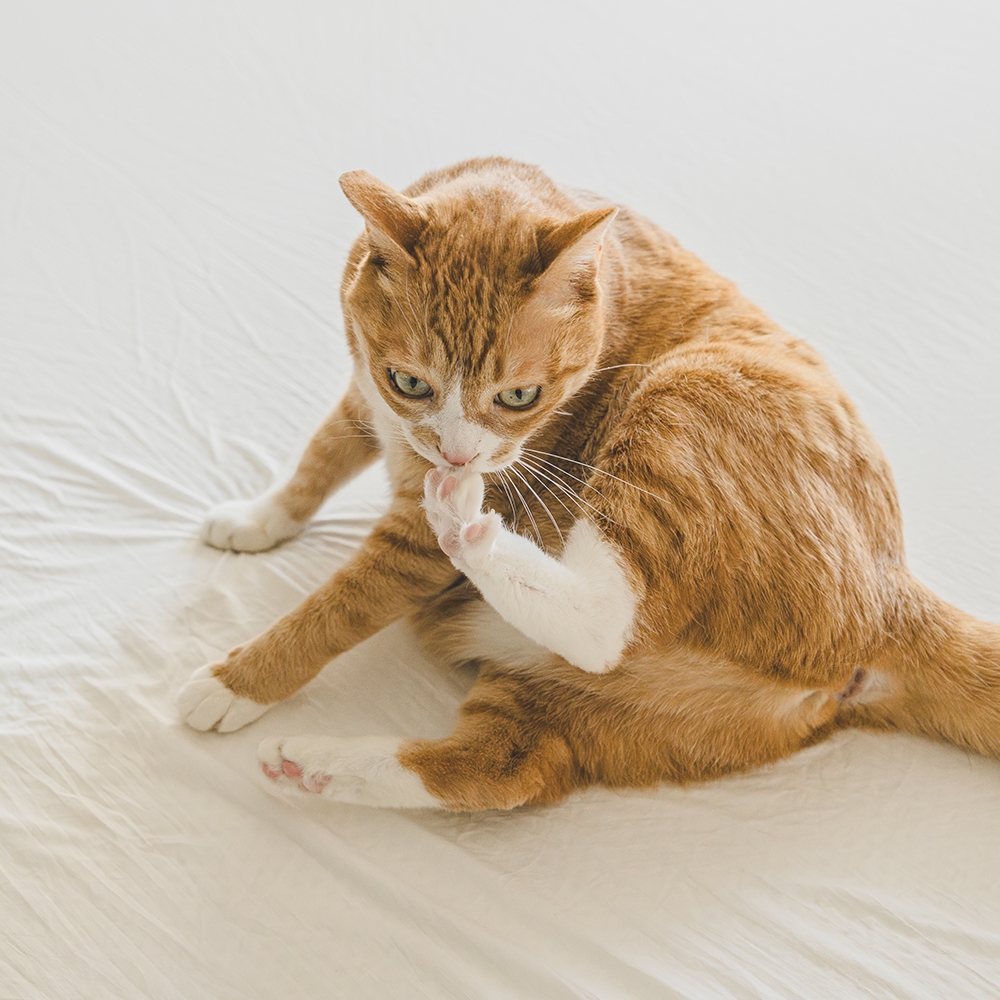 워싱해서 더 부드러운 완벽 알러지케어 M2 높은 매트리스커버 (진드기방지, 라지킹 매트리스커버)