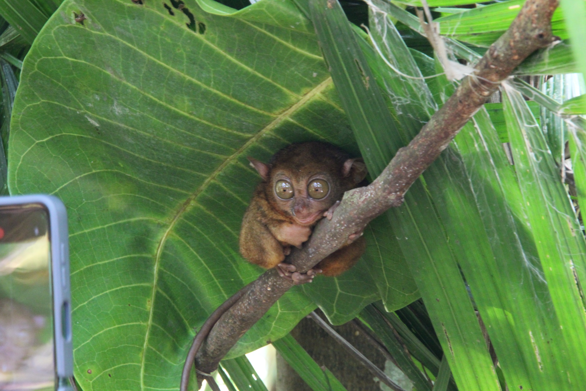 보홀 육상투어 C코스 오후출발 (단독차량, 단독가이드, 초콜릿힐 선셋) 이미지 4