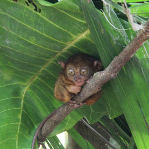 보홀 육상투어 C코스 오후출발 (단독차량, 단독가이드, 초콜릿힐 선셋) 솔직 후기 | 실사용자 리뷰 분석 - 상품 이미지 4
