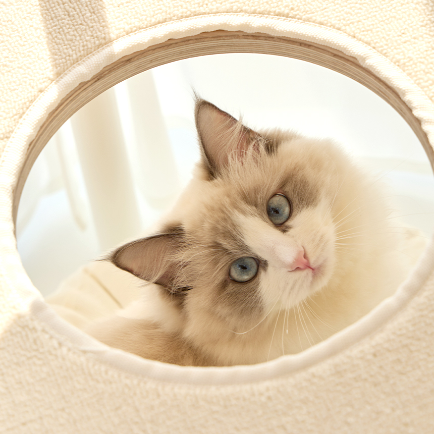 펫코본 캣타워 고양이 캣폴 원목캣타워 숨숨집 해먹 기본 스텝