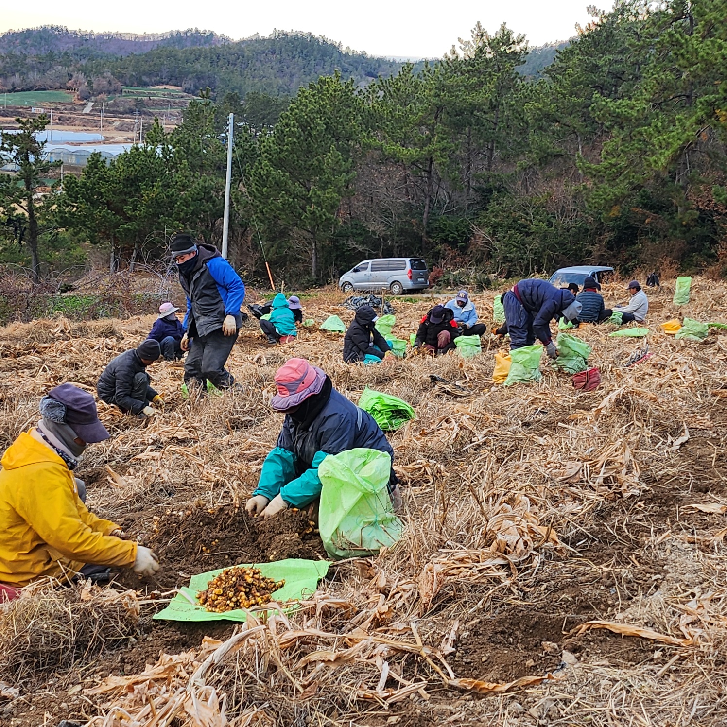 무농약 국산 진도 강황 가루 분말 300g 이미지 3