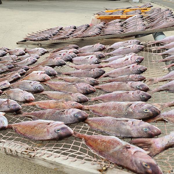 명신수산 반건조 자연산 손질 참돔1미(510~600g) : 피쉬세일