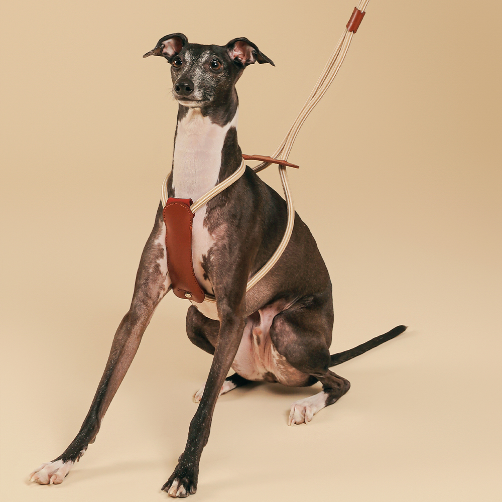 개인냥심 센슈얼 NFC 하네스 H형 가죽 방수 소형견 가슴줄 리드줄 목줄 강아지하네스