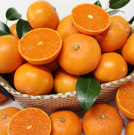 제주 동호농산 직송 천혜향 5kg