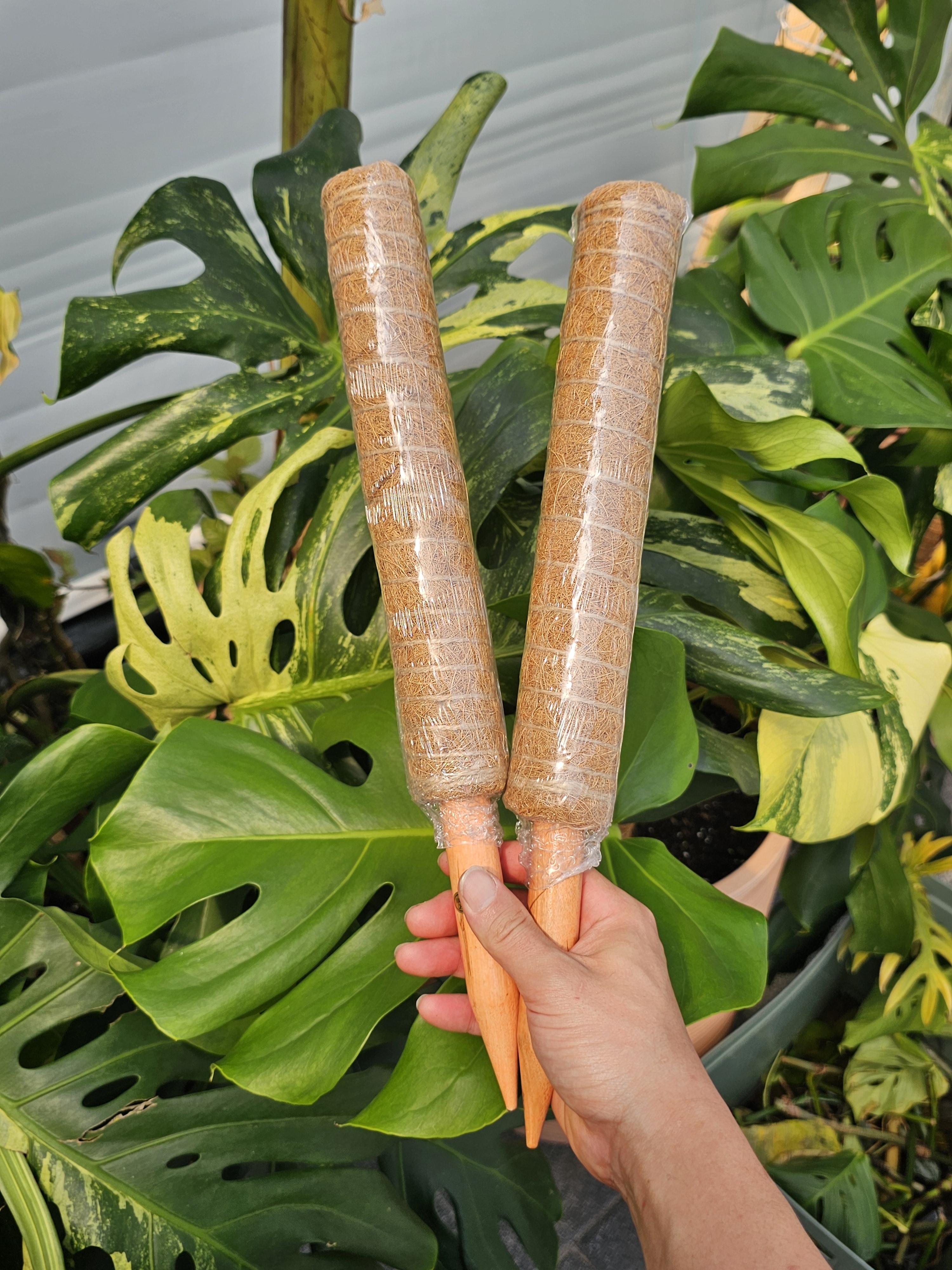 식물지지대 연결형 수태봉 넝쿨식물 몬스테라지지대 코코넛봉 40cm - 상세 이미지 2