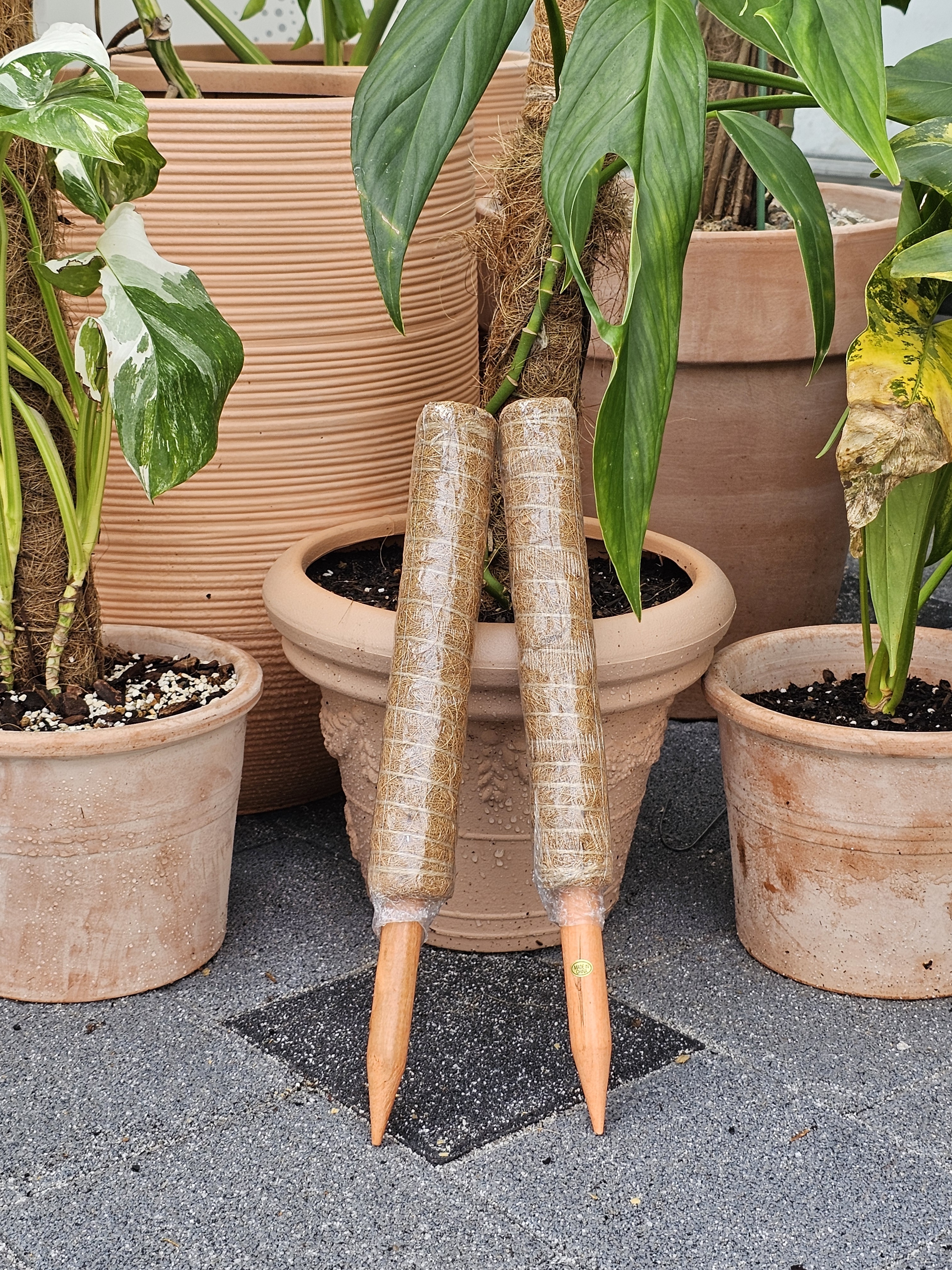 식물지지대 연결형 수태봉 넝쿨식물 몬스테라지지대 코코넛봉 40cm - 상세 이미지 3
