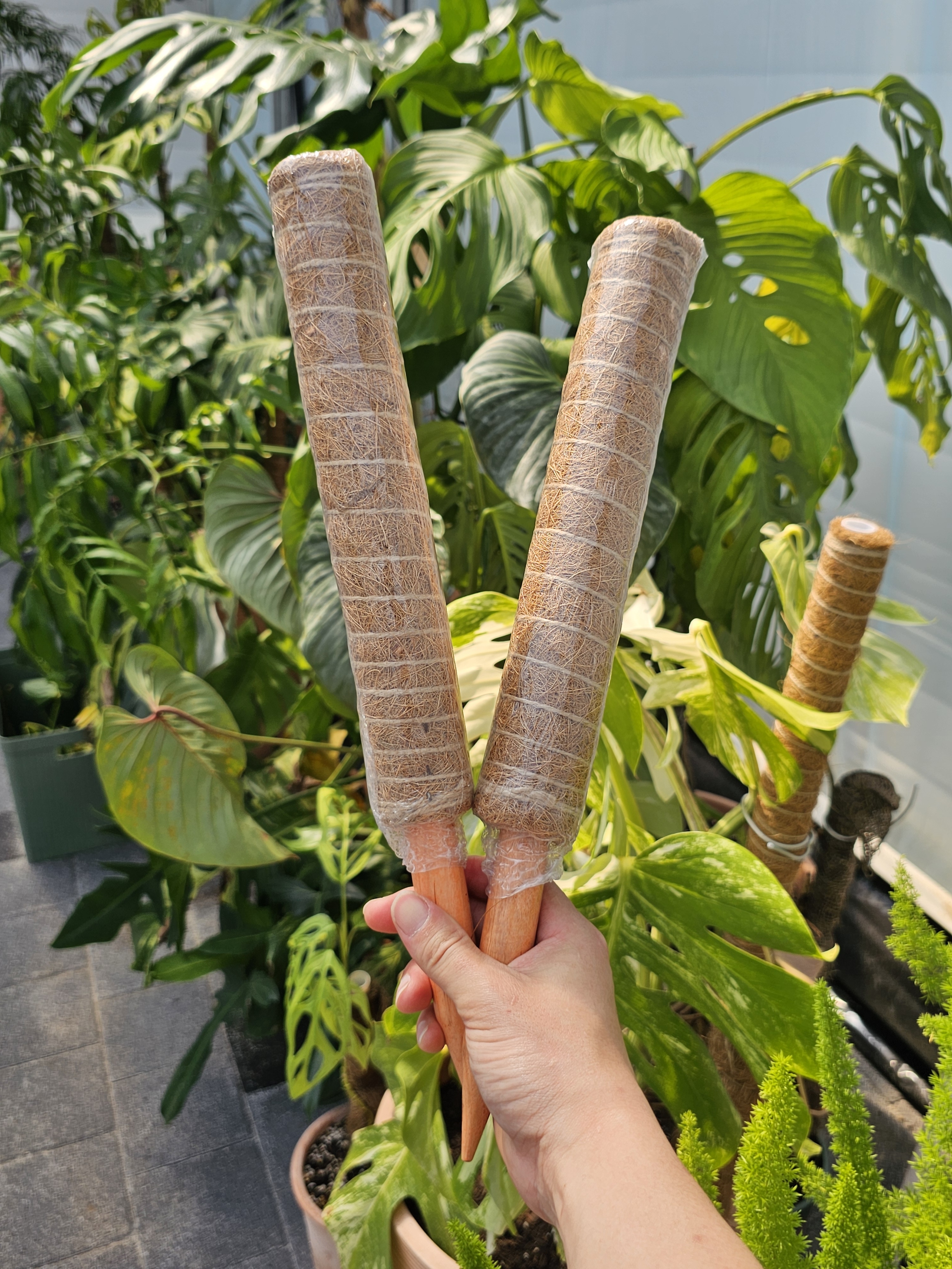 식물지지대 연결형 수태봉 넝쿨식물 몬스테라지지대 코코넛봉 40cm - 상세 이미지 4